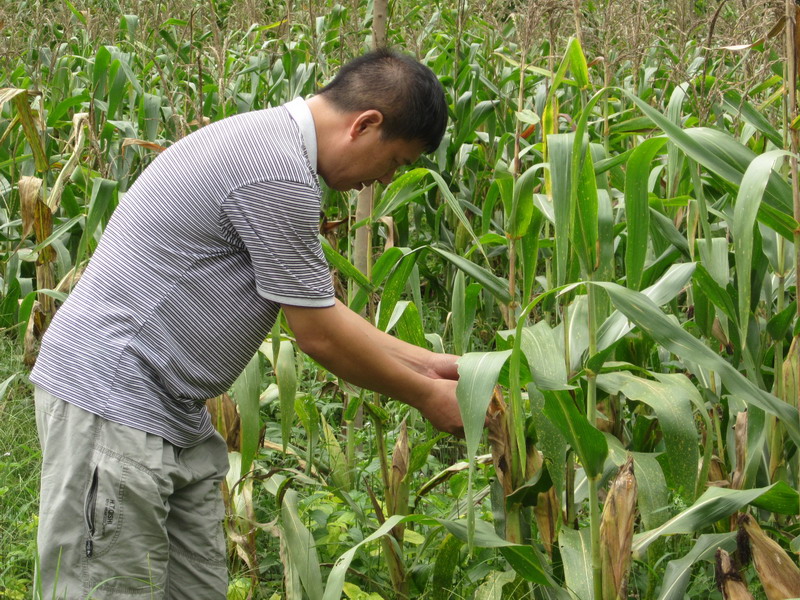 云南勐腊县加强大春生产检查指导促进农业全面健康发展