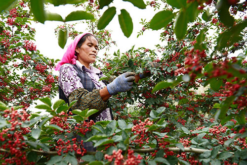 甘肃临夏花椒飘香