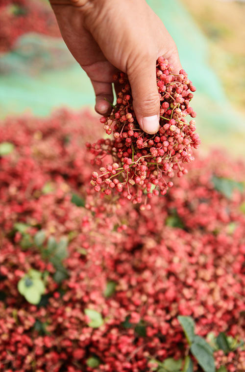 8月3日,甘肃省临夏回族自治州永靖县三塬镇农民在收获花椒。