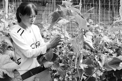 �����̨������Ⱥ�ڷ�չ��Ч������������