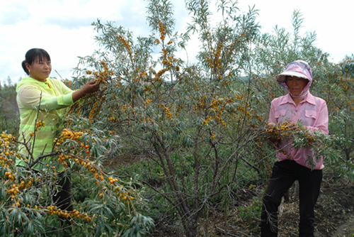 黑龙江孙吴县沙棘果喜获丰收