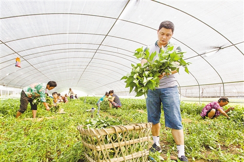 ���죺�߲˹�Ӧ �������