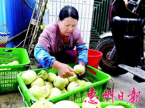 广东惠州雨季菜地改种香瓜收益可观