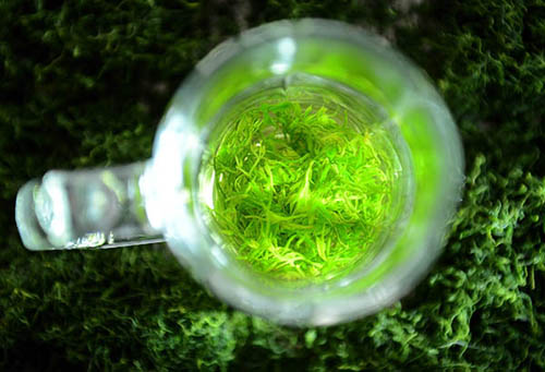 8月5日,绞骨蓝冲泡后汤色翠绿,十分抢眼。