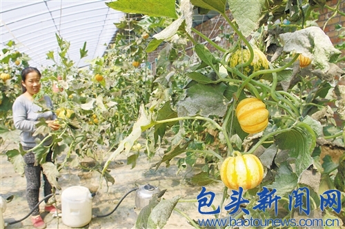 ���ɹŰ�ͷ�����ֳ������㡱�Ϲ� �۸��3��