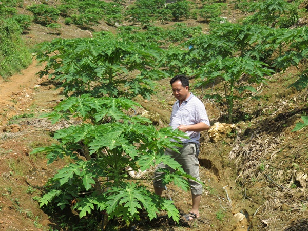 云南河口县农业局对新兴产业加强技术指导