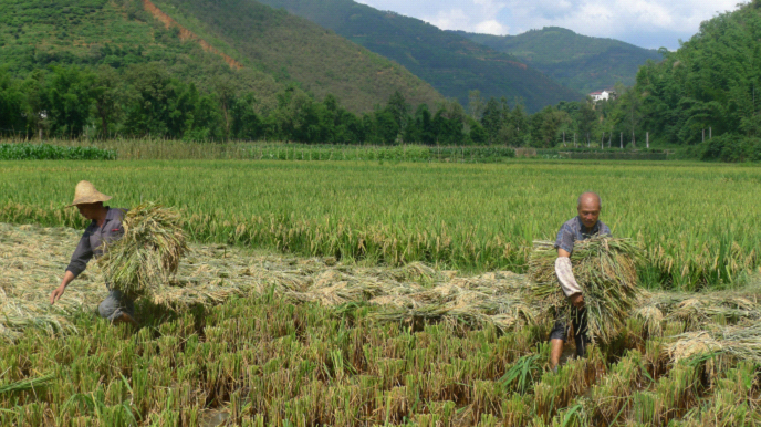 云南石屏县新城乡全面掀起水稻收割热潮