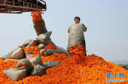 8��9�գ���ҵԱ���ںӱ�ʡ�е���ƽȪ��ƽ����һ�����پջ����չ������������չ������پջ��١�