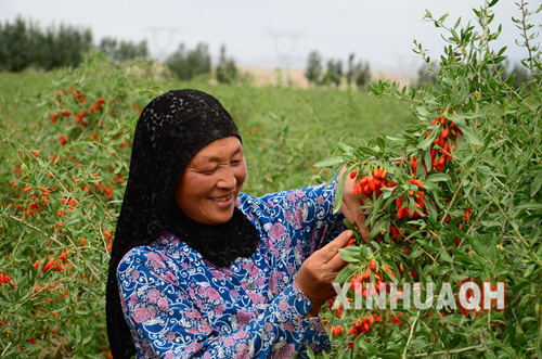 �ຣ���ľ����轺���