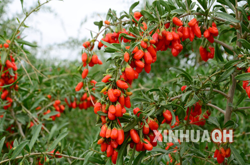 ��ɴ�������轡�