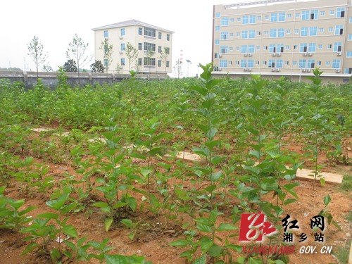 ϸũɣչ޹˾ֲɣҶʢ