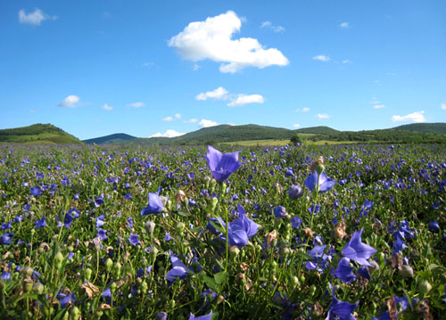 ���ɹ���������ǧĶ�۹�����ϲ��