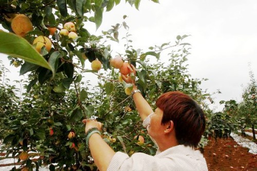 “中国红梨之乡”安宁将成云南又一张生态旅游文化名片