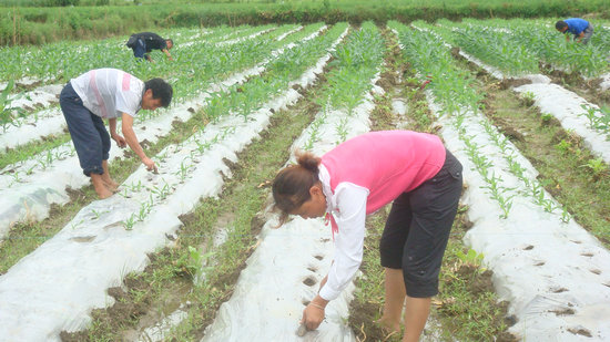 ¤ũҵƹĿƼԱ俪չ̺