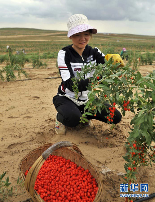 8ÔÂ13ÈÕ£¬ÄþÏÄÖÐÄþÏØÃùɳÕòСÑγØÌ²ÔÉú̬èÛè½ÖÖÖ²»ùµØÔ±¹¤ÔÚ²ÉÕªèÛ轡£