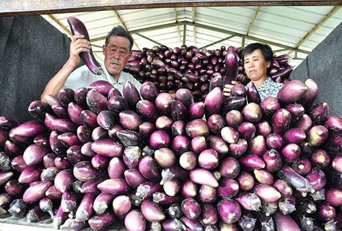 8��11�գ�ɽ��ʡ��Դ����ׯ���ɽ�Ӵ��ũ���ջ������װ��׼��������