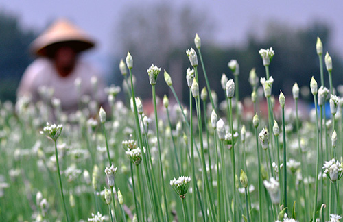 8��11�գ�ɽ��ʡ��Դ����ׯ��¼�ׯ���ũ�����ջ��̦��