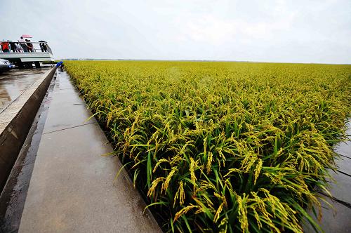 “北大仓”水稻总体长势良好