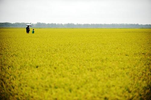 8月17日,在黑龙江农垦建三江管理局二道河农场万亩地号中,参观者在了解水稻长势。