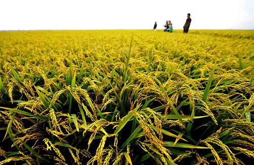 8月17日,在黑龙江农垦建三江管理局二道河农场万亩地号中,参观者在了解水稻长势。