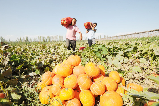 新疆博湖县农民笑颜收“金”瓜 亩均可收入4000多元