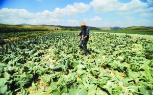 �������ݣ���ʧ�ڼ۸������е����в�ũ