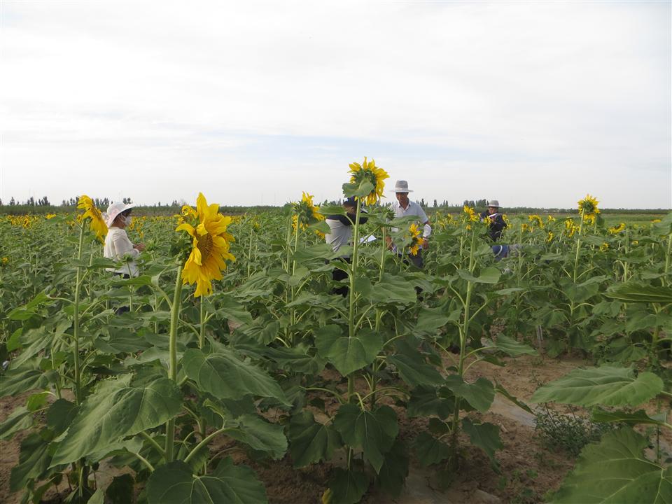 ���ɹ�ֲ��ר��ָ���ٺ������տ��е���������