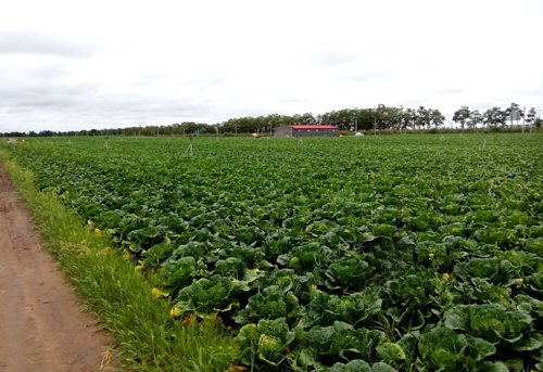 �ӱ������ض�뻺���߲ˡ����ѡ�����4