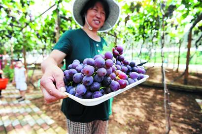 山东青岛巨峰玫瑰香葡萄甜度大 提前熟