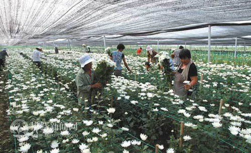 安徽灵璧:现代农业提档升级