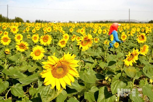 8��20�գ����ɹŰ����׶����������������ɽ���ũ���ڲ鿴������ճɡ�