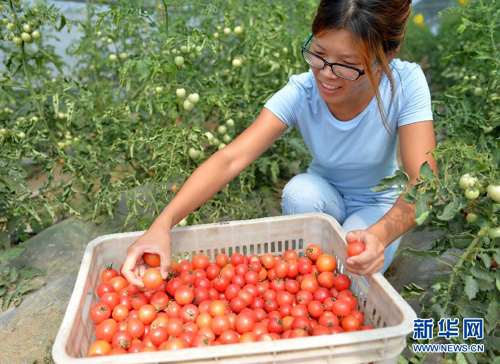 �ӱ����ӣ����쾩�򡰲����ӡ�