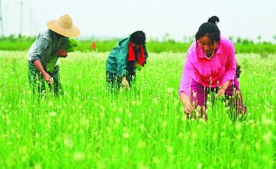 ���շ������ϵ������ũҵ��ֲ�ṹ ��չ�²���ֲ��������