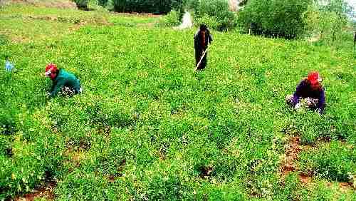 ��������������Ⱥ����ֲ��ҩ���¸�����