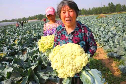 �������и�ԭ�Ĳ˼۸���������ɽ����