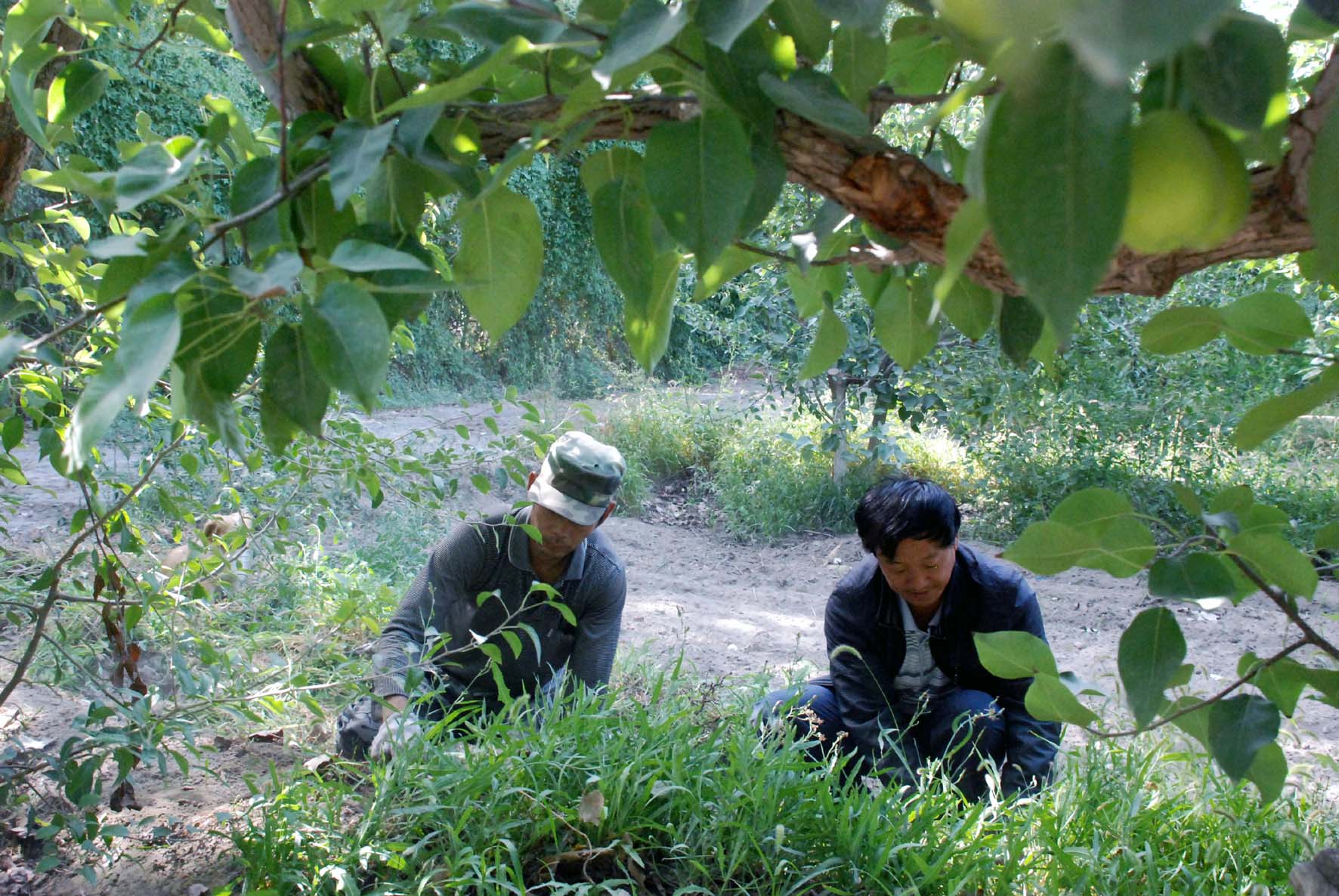 新疆兵团三十团万亩香梨园即将开园采摘