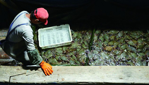 山东青岛蟹个大肉肥价格平民化 今年虾蟹开海捕捞