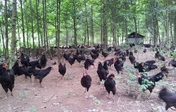 �������ػ�ɽ�ڼ���ֳ���ؽ���