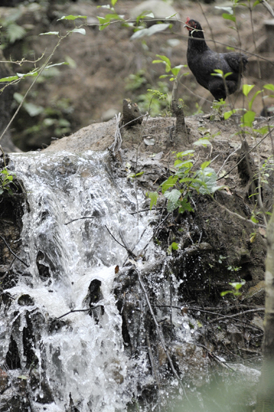 �������ػ�ɽ�ڼ���ֳ���ؽ���2