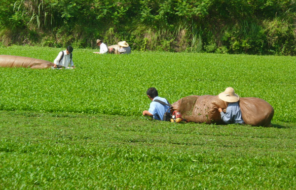 安徽岳西县召开夏秋茶机采现场会