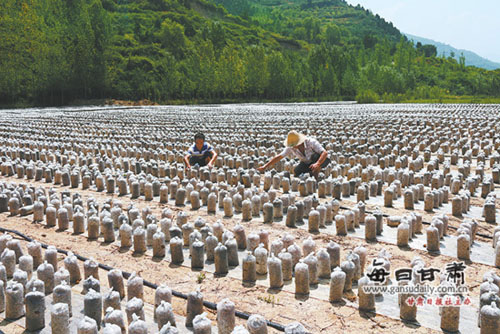 ������������������ʳ�þ���ֲרҵ������