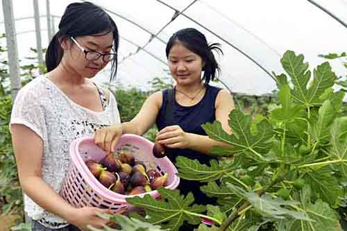 ɽ����ƽ�޻���ӭ����ժ��