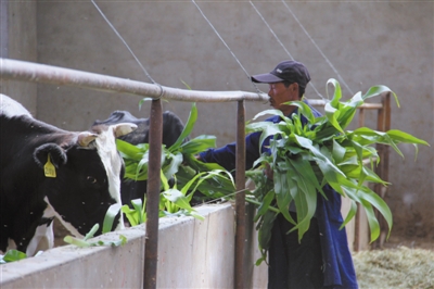 青海格尔木地膜青贮玉米种植获成功