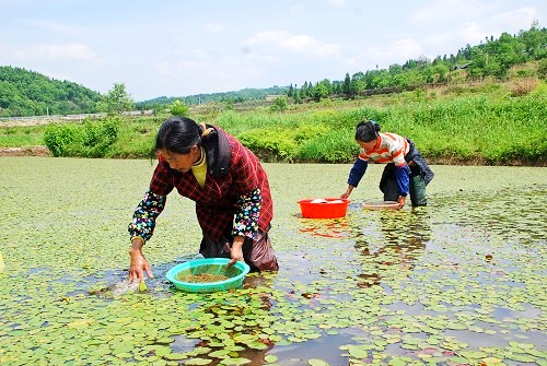 全球最大莼菜生产基地在重庆石柱