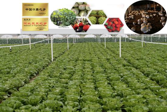 河北康保县打造绿色蔬菜基地 坝上错季蔬菜上市供应