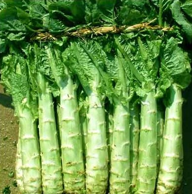 ӱشɫ߲˻ ϴ߲йӦ5