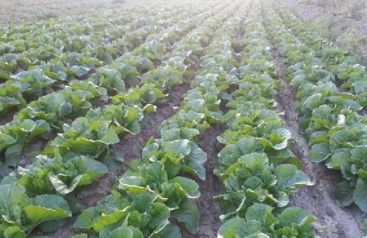 �½��������Ŀ�����500Ķ������ײ˳������볤��ϲ��