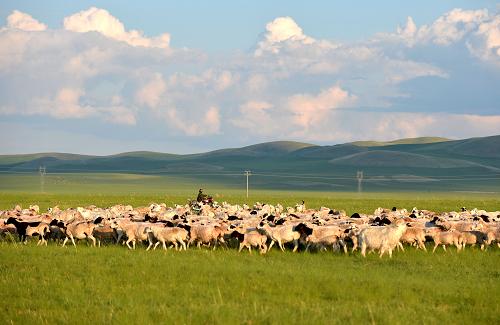 内蒙古羊存栏首破1亿只