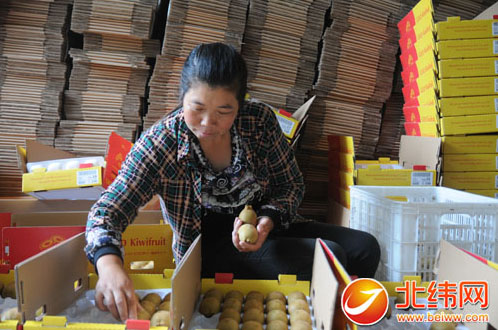 四川雅安:猕猴桃收获季 总量增 价格涨 销路俏