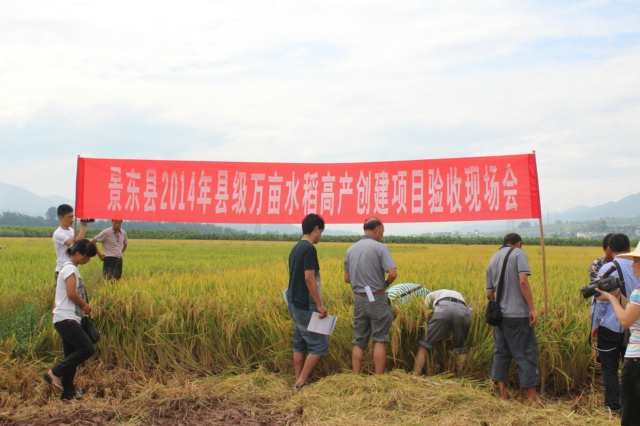 云南景东县县级水稻高产创建项目通过测产验收